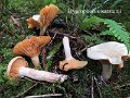 Hygrophorus karstenii-amf2028-1